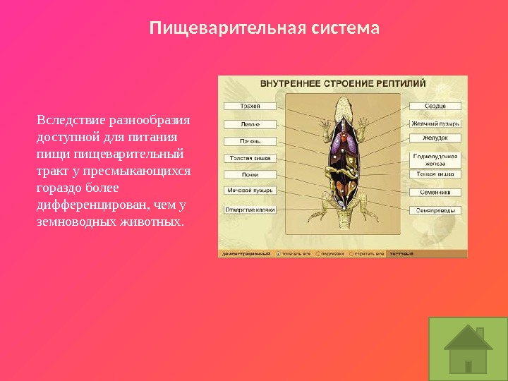 Пищеварительная  система Вследствие разнообразия доступной для питания пищи пищеварительный тракт у пресмыкающихся гораздо