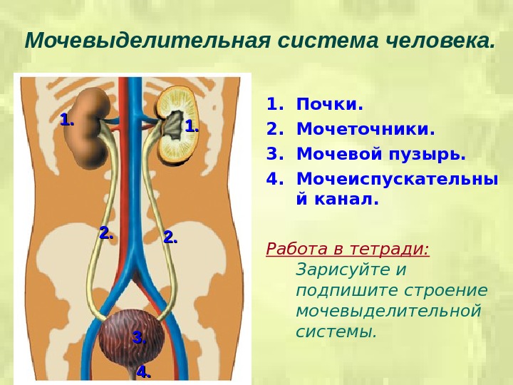 Мочевыделительная система человека. 1. 1. 2. 2. 3. 3. 4. 4. 1. 1. 2.