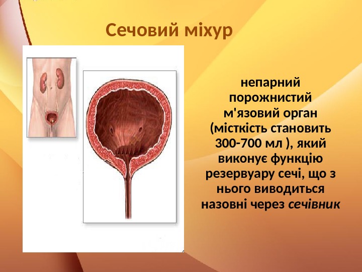 Сечовий міхур   непарний порожнистий м'язовий орган (місткість становить 300 -700 мл ),