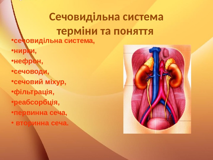 Сечовидільна система терміни та поняття  • сечовидільна система,  • нирки,  •