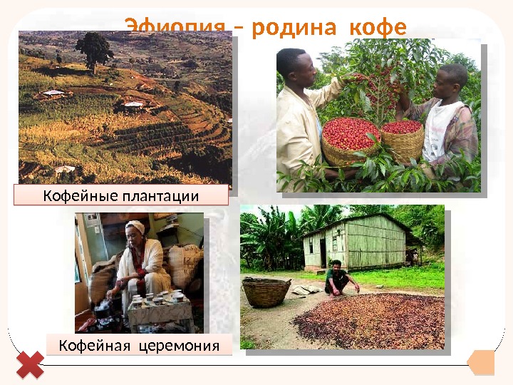  Эфиопия – родина кофе Кофейные плантации Кофейная церемония  34  