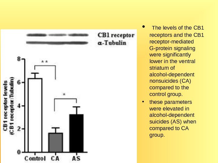  •  The levels of the CB 1 receptors and the CB 1