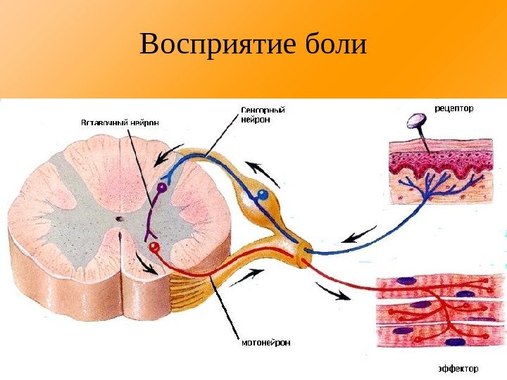 Восприятие боли 