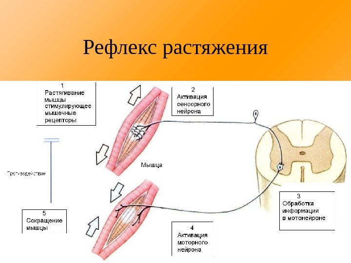 Рефлекс растяжения 