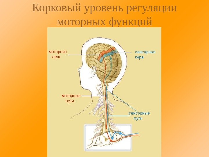 Корковый уровень регуляции моторных функций 