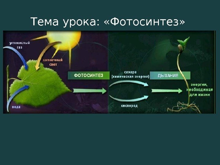 Тема урока:  «Фотосинтез»  