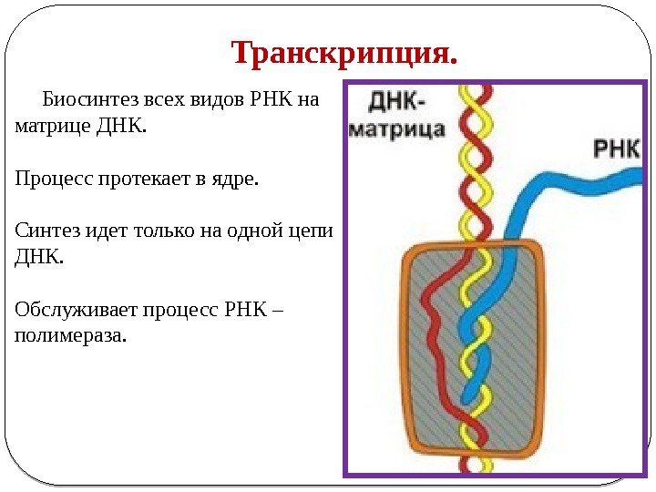 Транскрипция.  Биосинтез всех видов РНК на матрице ДНК.  Процесс протекает в ядре.
