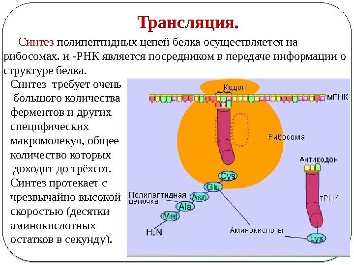 Трансляция.  Синтез полипептидных цепей белка осуществляется на рибосомах. и -РНК является посредником в