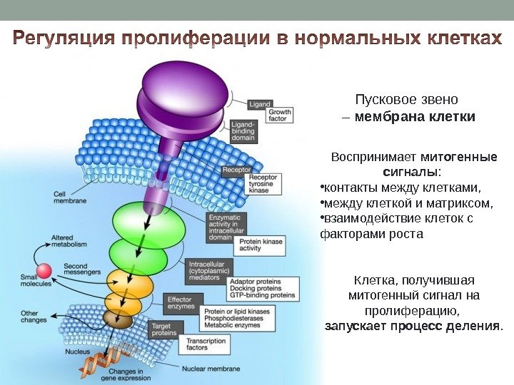 Пусковое звено – мембрана клетки Воспринимает митогенные сигналы :  • контакты между клетками,