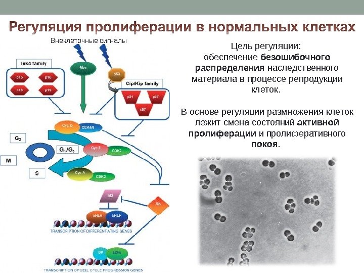 Внеклеточные сигналы Цель регуляции:  обеспечение безошибочного распределения наследственного материала в процессе репродукции клеток.