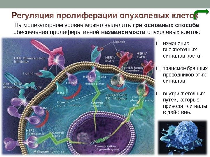 1. изменение внеклеточных сигналов роста,  1. трансмембранных проводников этих сигналов 1. внутриклеточных путей,