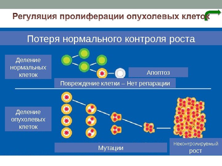 Потеря нормального контроля роста Деление нормальных клеток Деление опухолевых клеток Повреждение клетки – Нет