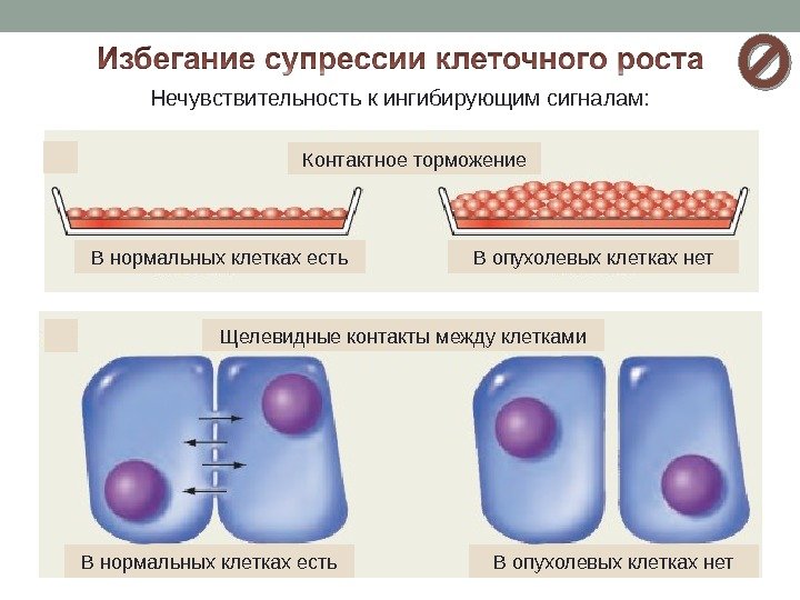 Нечувствительность к ингибирующим сигналам: Контактное торможение В нормальных клетках есть В опухолевых клетках нет.