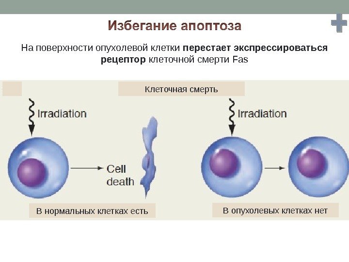 В нормальных клетках есть В опухолевых клетках нет. Клеточная смерть. На поверхности опухолевой клетки