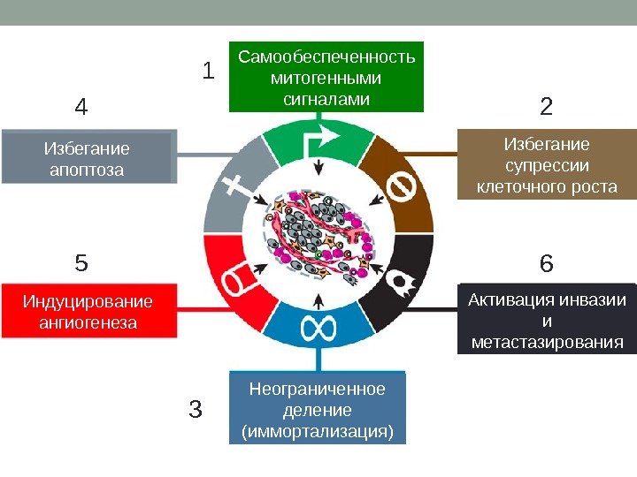 Самообеспеченность митогенными сигналами Избегание апоптоза Неограниченное деление (иммортализация)1 2 64 5 3 Индуцирование ангиогенеза