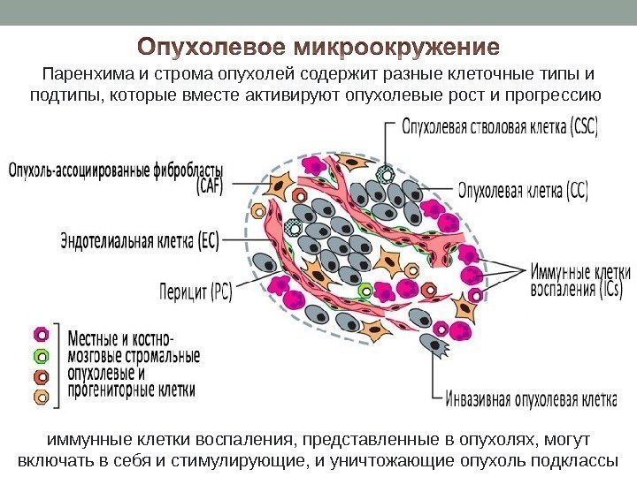 Паренхима и строма опухолей содержит разные клеточные типы и подтипы, которые вместе активируют опухолевые