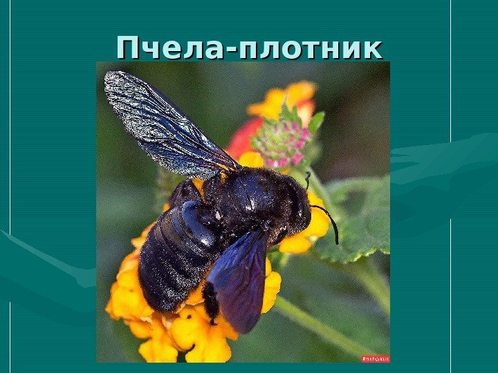 Пчела-плотник 