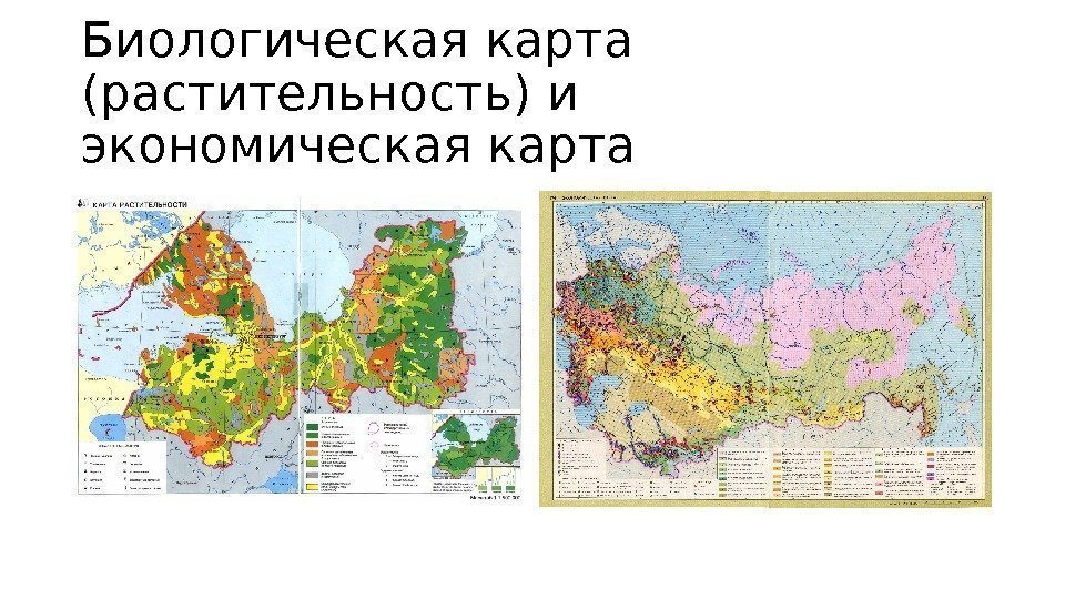 Биологическая карта (растительность) и экономическая карта 
