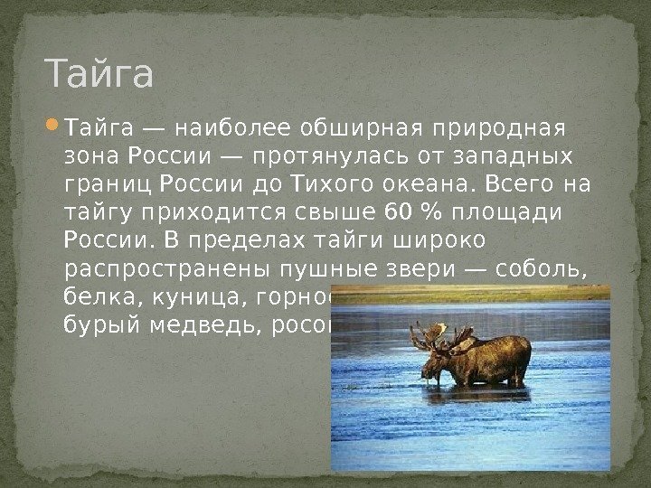  Тайга — наиболее обширная природная зона России — протянулась от западных границ России