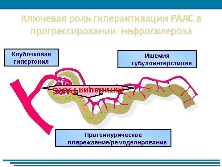 Ключевая роль гиперактивации РААС в прогрессировании нефросклероза Ишемия тубулоинтерстиция. Клубочковая гипертония Протеинурическое повреждение/ремоделирование. Активация
