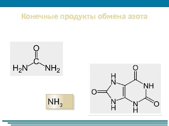 Конечные продукты обмена азота NH 3 566 C 4 D 