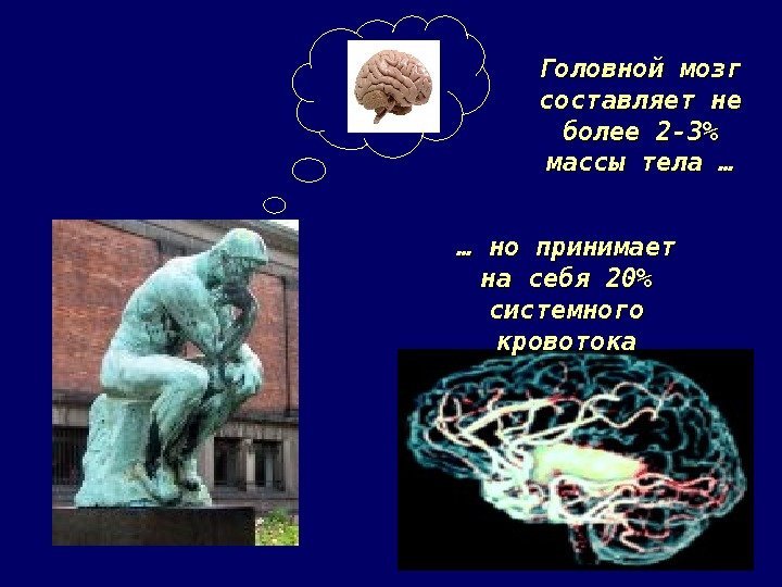 Головной мозг составляет не более 2 -3 массы тела … … … но принимает