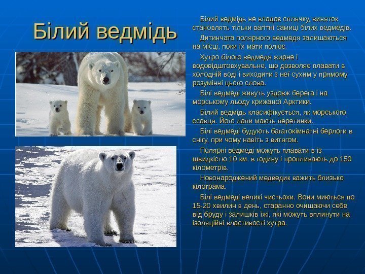  Білий ведмідь не впадає сплячку, виняток становлять тільки вагітні самиці білих ведмедів. 