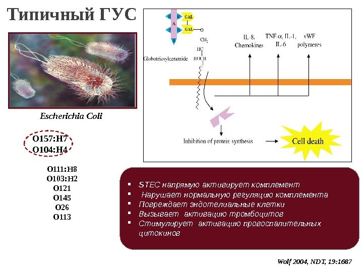 21 Типичный ГУС Wolf 2004, NDT, 19: 1687 STEC напрямую активирует комплемент Нарушает нормальную