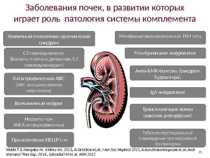 23 Заболевания почек, в развитии которых играет роль патология системы комплемента Мембранозная нефропатия. Атипичный