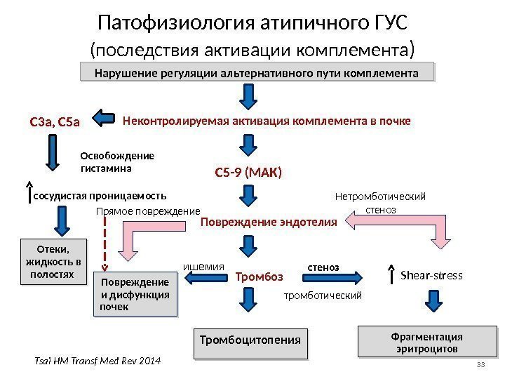 33 Патофизиология атипичного ГУС (последствия активации комплемента ) Нарушение регуляции альтернативного пути комплемента Неконтролируемая