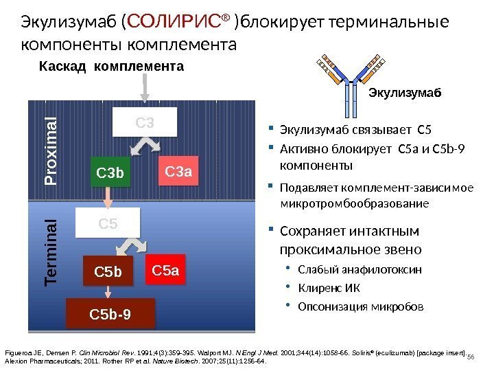 56 Экулизумаб ( СОЛИРИС ® )блокирует терминальные компоненты комплемента C 5 P ro x