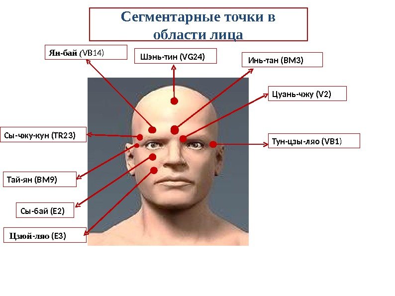 Сегментарные точки в области лица Я н-бай ( VB 14)  Тун-цзы-ляо (VB 1