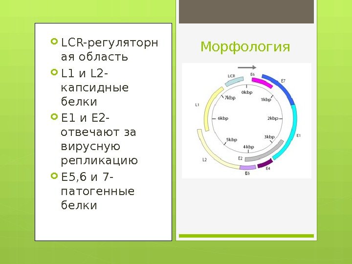  LCR-регуляторн ая область L 1 и L 2 - капсидные белки Е 1