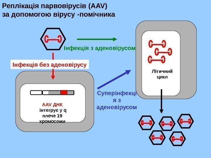   Реплікація парвовірусів (AAV) за допомогою вірусу - помічника AAV ДНК  інтегрує