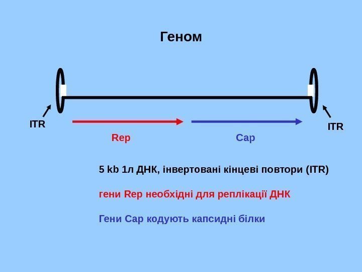   Геном Rep Cap 5 kb 1 л ДНК ,  інвертовані кінцеві