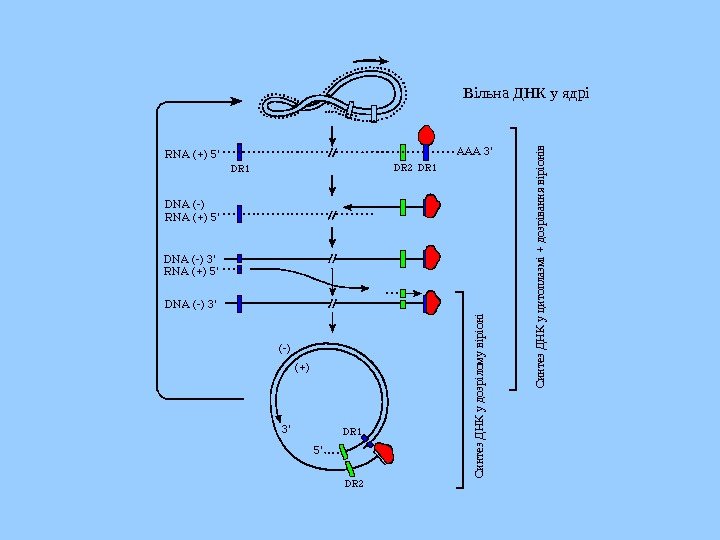   Вільна ДНК у ядріСинтез ДНК у цитоплазмі + дозрівання віріонів Синтез ДНК