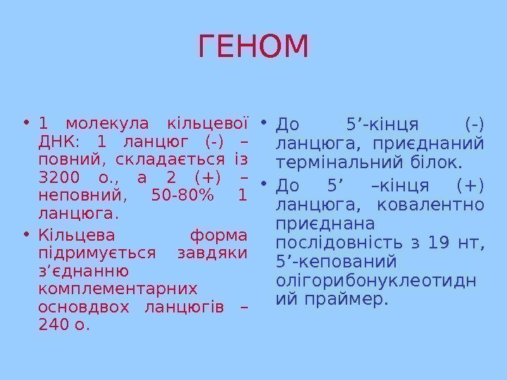   ГЕНОМ • 1 молекула кільцевої ДНК:  1 ланцюг (-) – повний,