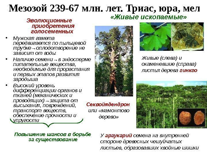 Мезозой 239 -67 млн. лет. Триас, юра, мел Эволюционные приобретения голосеменных  • Мужская