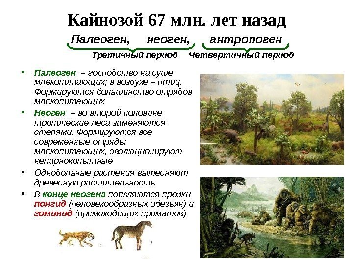 Кайнозой 67 млн. лет назад • Палеоген  –  господство на суше млекопитающих;
