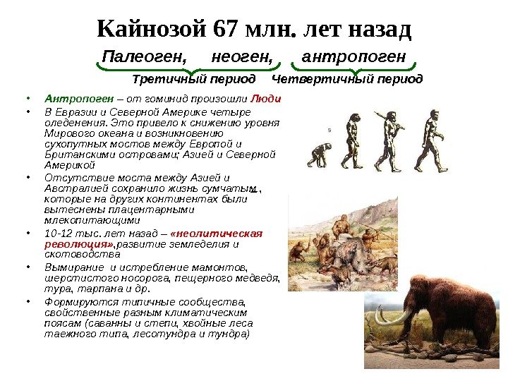 Кайнозой 67 млн. лет назад • Антропоген – от гоминид произошли Люди • В