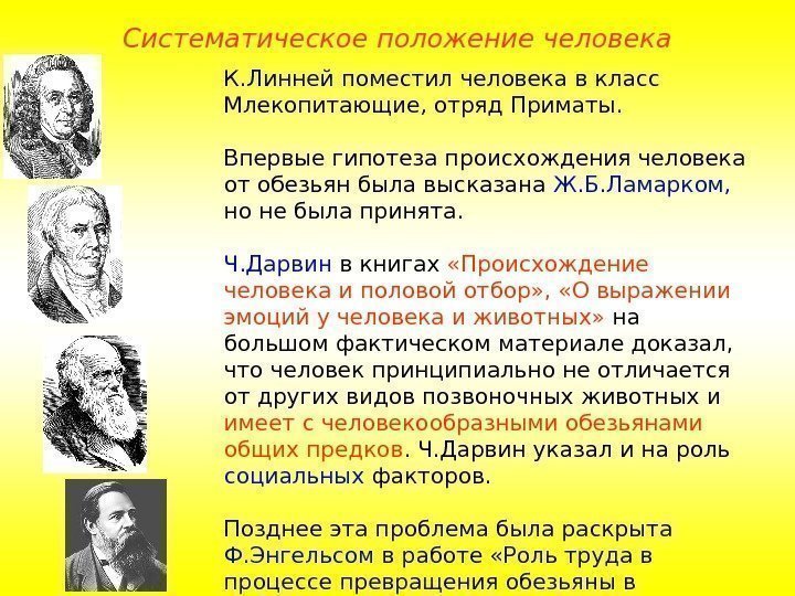 К. Линней поместил человека в класс Млекопитающие, отряд Приматы. Впервые гипотеза происхождения человека от