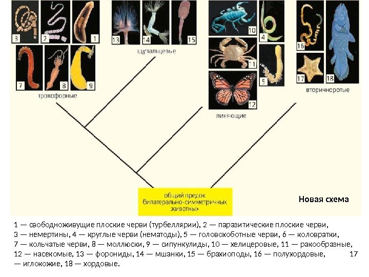 1 — свободноживущие плоские черви (турбеллярии), 2 — паразитические плоские черви,   