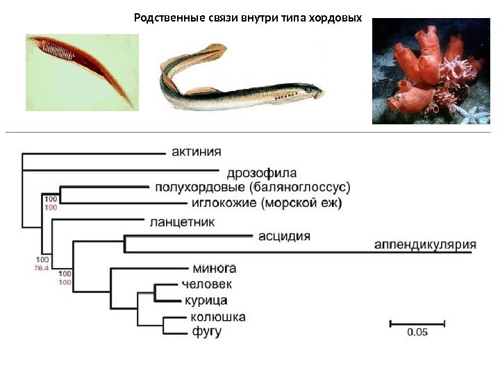 Родственные связи внутри типа хордовых 