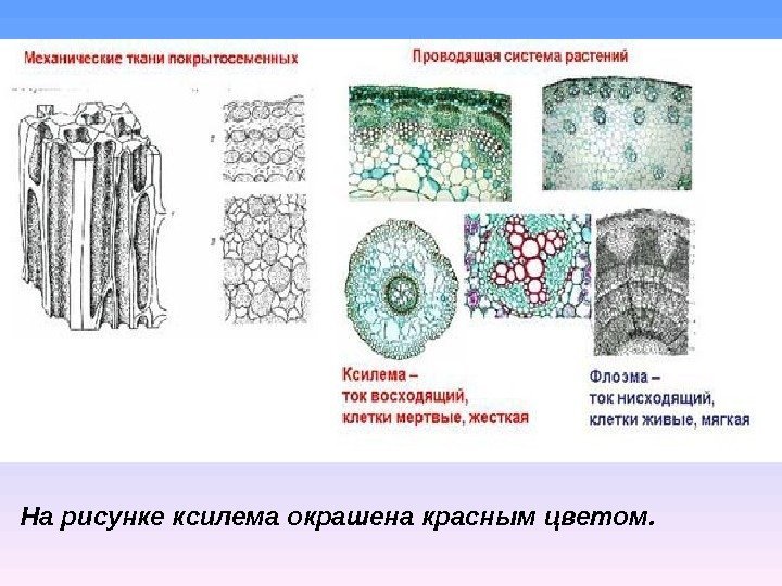 На рисунке ксилема окрашена красным цветом. 