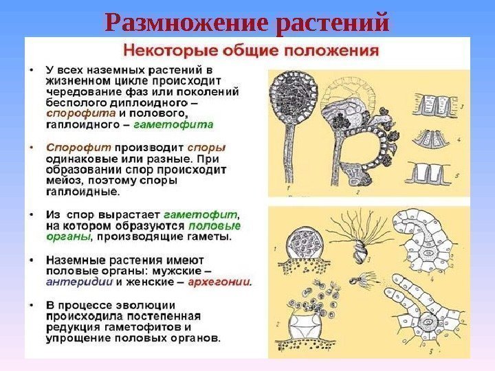 Размножение растений 