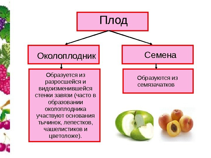 Плод Околоплодник Семена Образуется из разросшейся и видоизменившейся стенки завязи (часто в образовании 