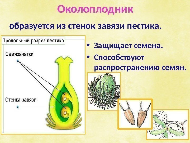   Околоплодник  образуется из стенок завязи пестика.  • Защищает семена. 