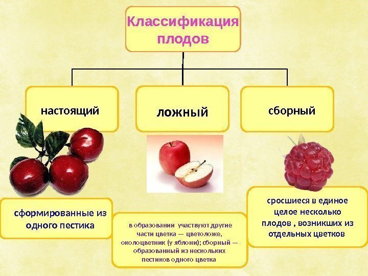Классификация плодов  сформированные  из одного пестика сросшиеся в единое целое несколько плодов