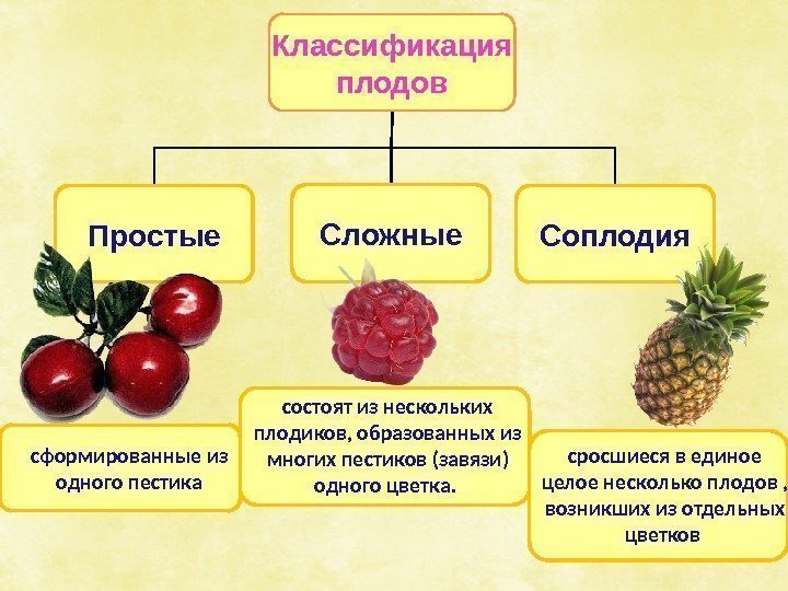Классификация плодов Простые Сложные Соплодия состоят из нескольких плодиков, образованных из многих пестиков (завязи)