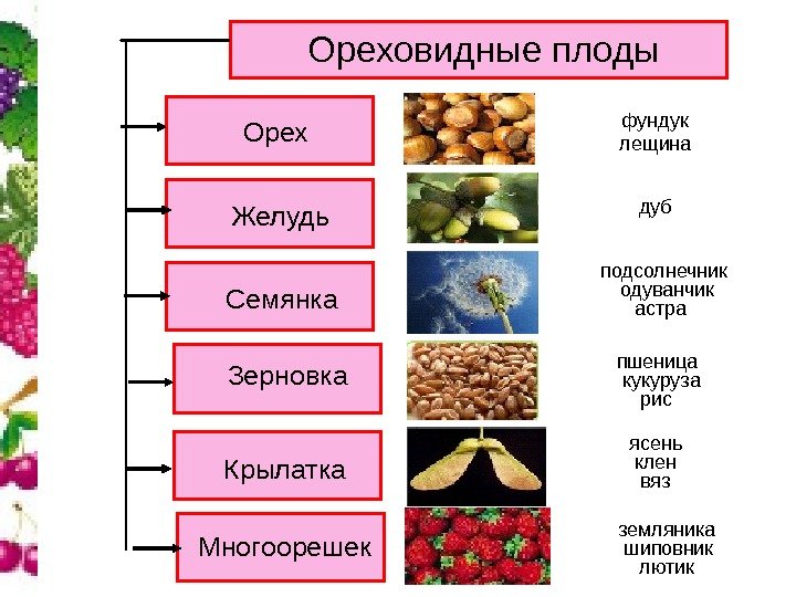 Ореховидные плоды Орех Семянка Желудь Зерновка Крылатка Многоорешек вязясень лютикшиповникподсолнечник астра кукуруза рисфундук лещина